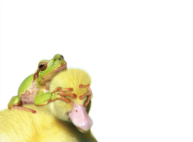 Duck Duck Frog Birthday Card