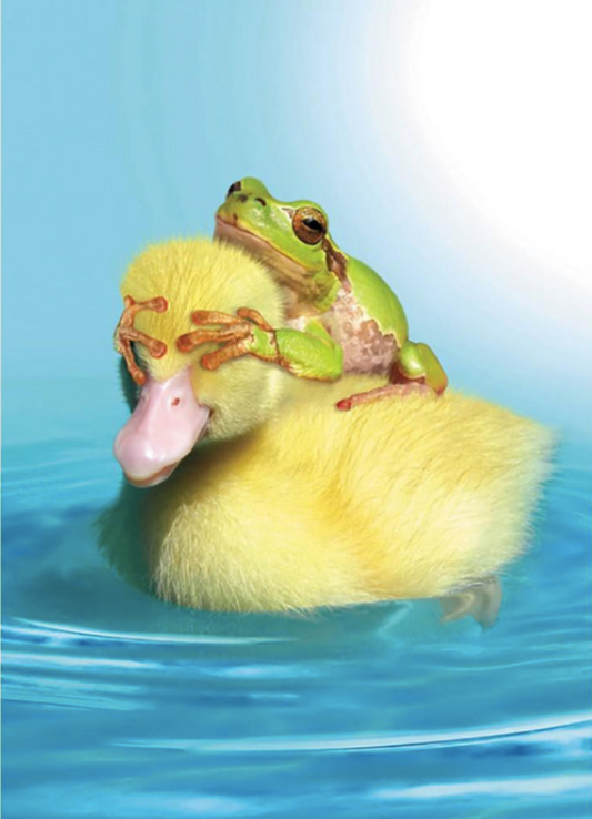 Duck Duck Frog Birthday Card